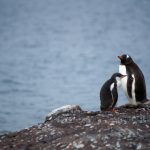 Penguins Dying from Heat