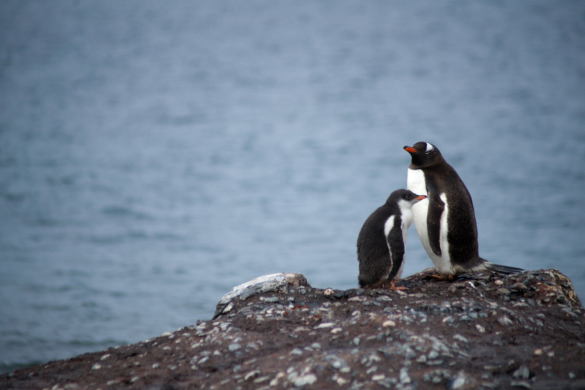 Penguins Dying from Heat