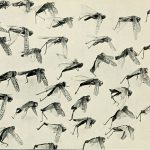 Locusts Attack East Africa