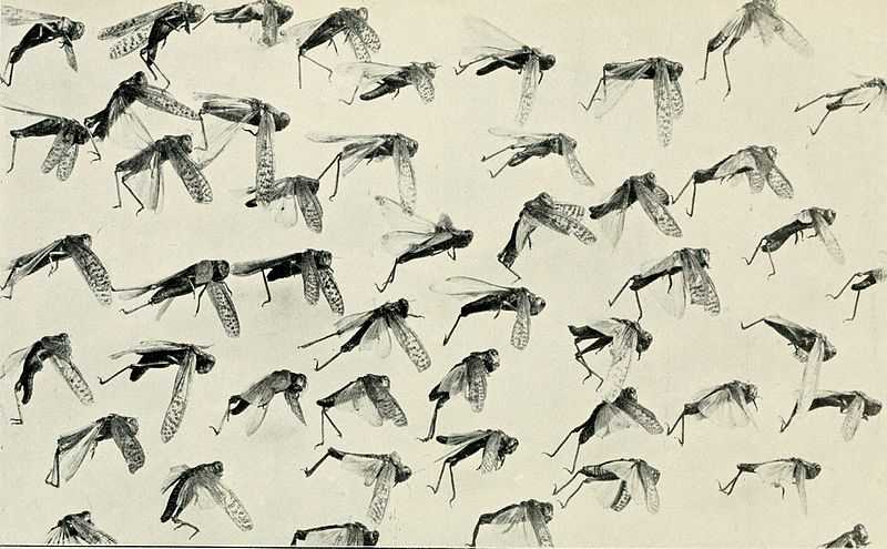 Locust swarms Locusts Attack East Africa